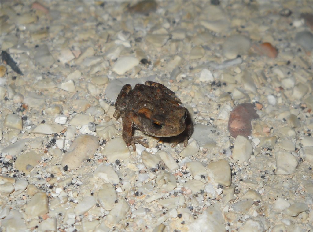 Identificazione rana - rospo Bufo bufo juv.